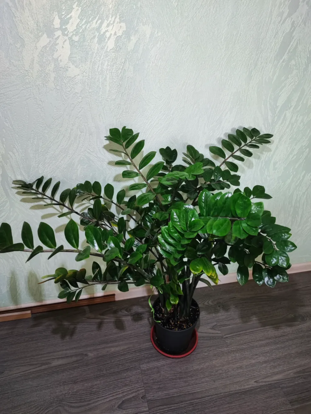 Заміокулькас замієлистий (zamioculcas zamiifolia)