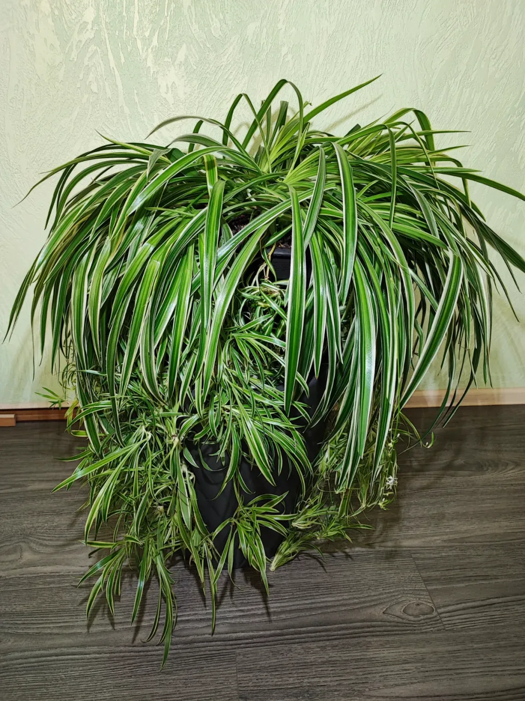 🌿 Хлорофітум Чубатий Оушен XXXL (chlorophytum comosum ocean)