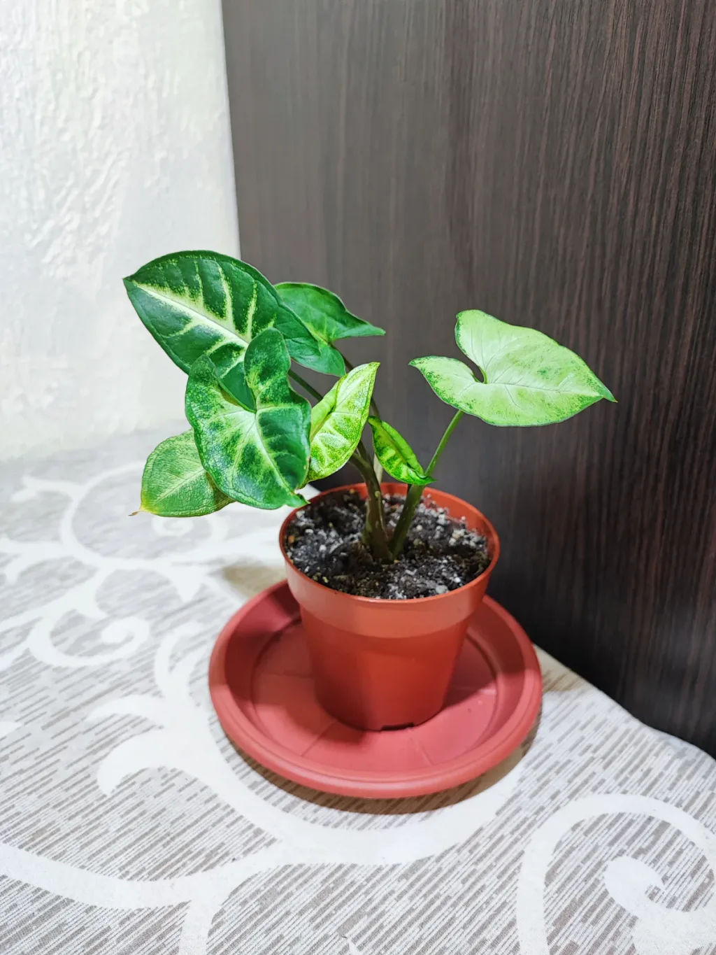 🌿 Сингоніум Піксі (syngonium pixie)