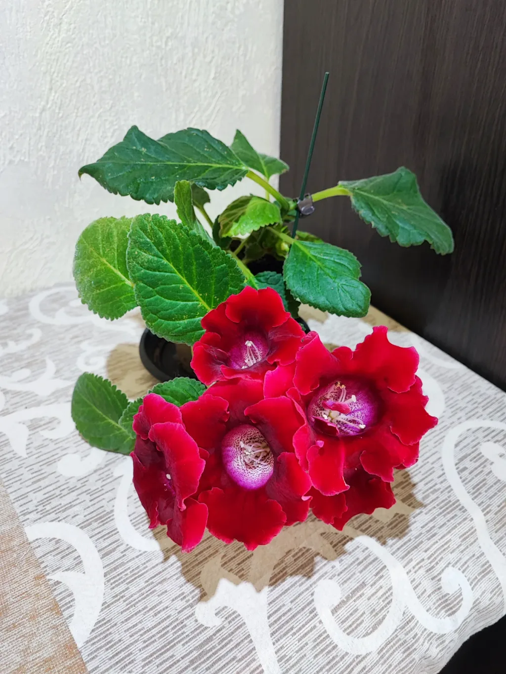 🌿 Сіннінгія Аванті Перецвіт (sinningia speciosa avanti scarlet)