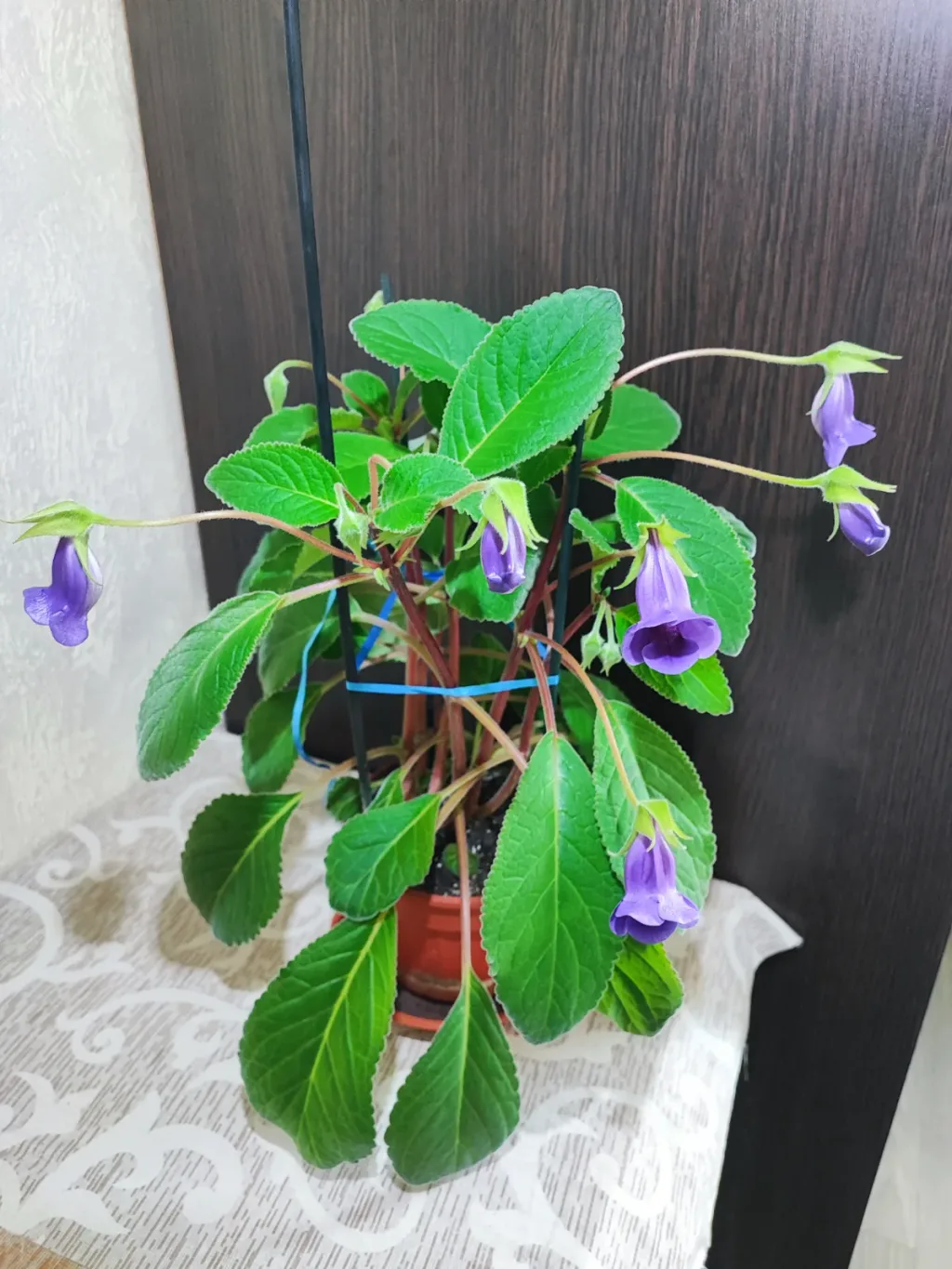 🌿 Сіннінгія Тідея ПЕРЕЦВІТ (sinningia speciosa tydaea)