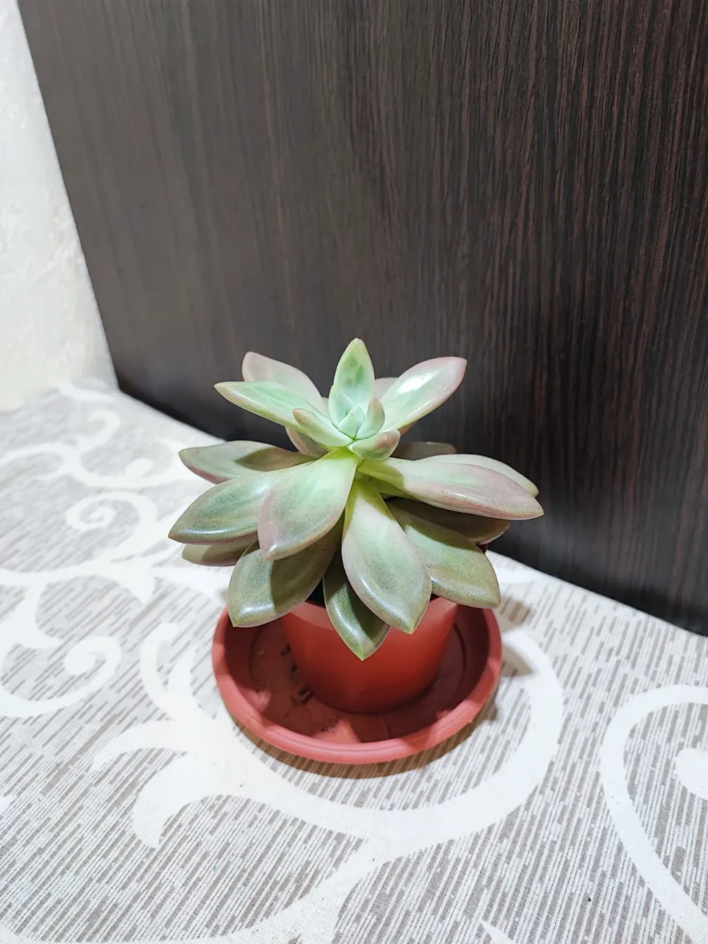 🌿 Граптоверія опаліна (graptoveria opalina)