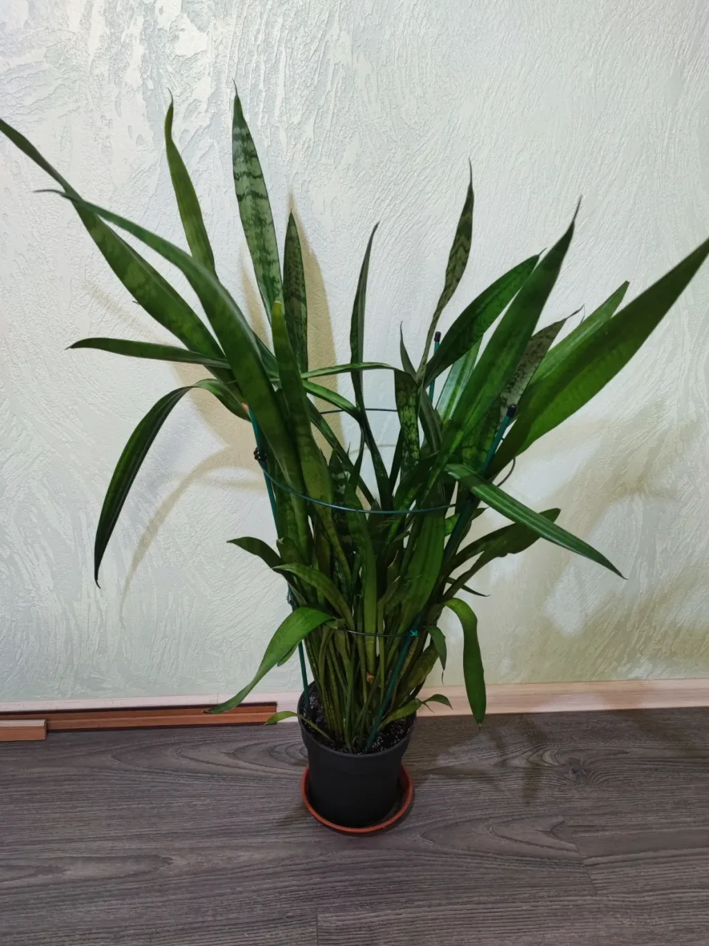 🌿 Сансевієрія трисмугова Зейланіка (sansevieria trifasciata zeylanica)