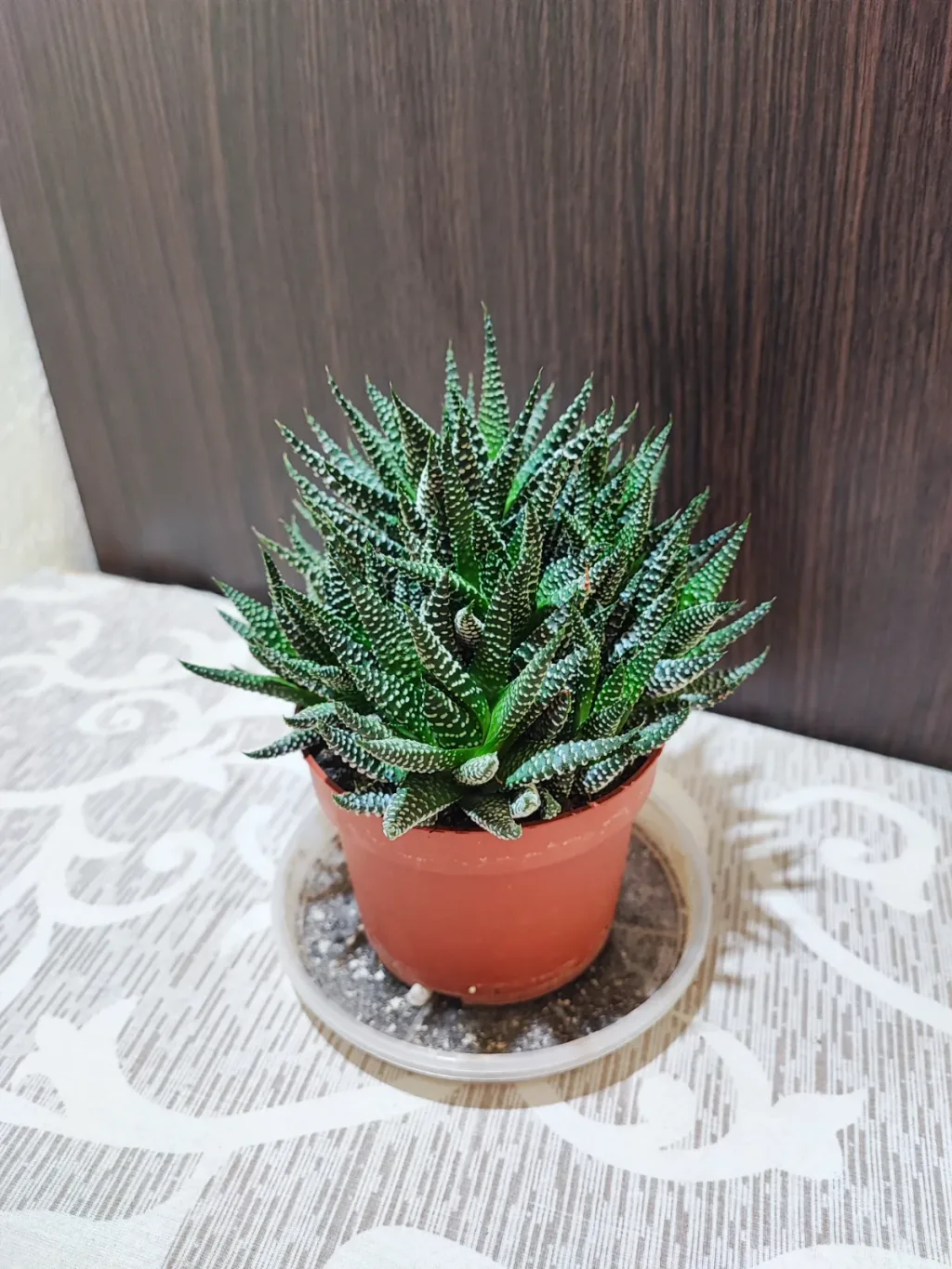 🌿 Хавортія Радула (haworthiopsis attenuata var. radula)