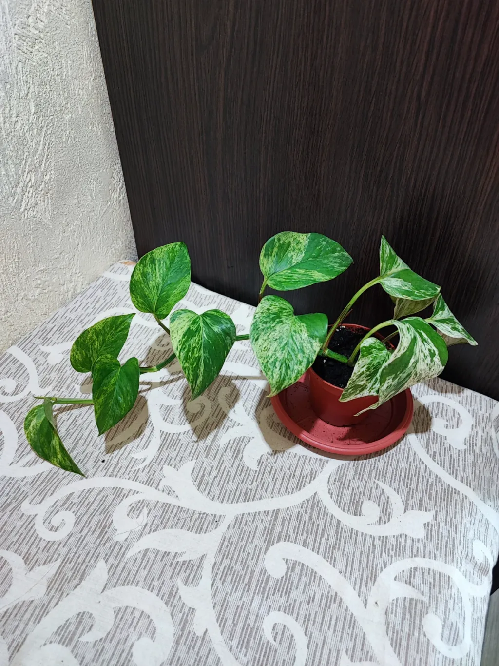 🌿 Епіпремнум Марбл Квін (epipremnum marble queen)