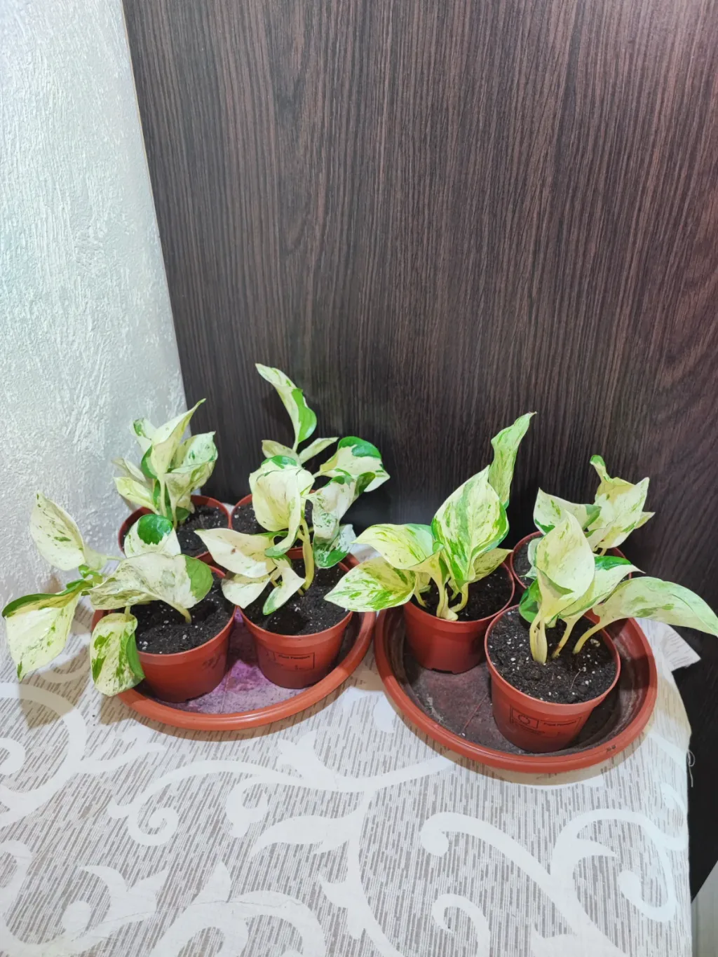 🌿 Епіпремнум Хеппі Ліф (epipremnum happy leaf)
