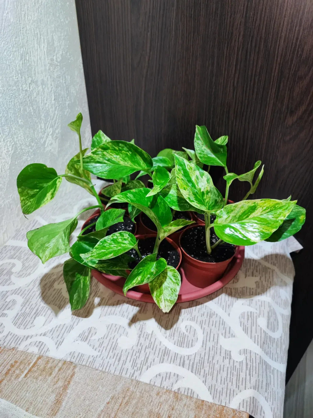 🌿 Епіпремнум Марбл Квін (epipremnum marble queen)