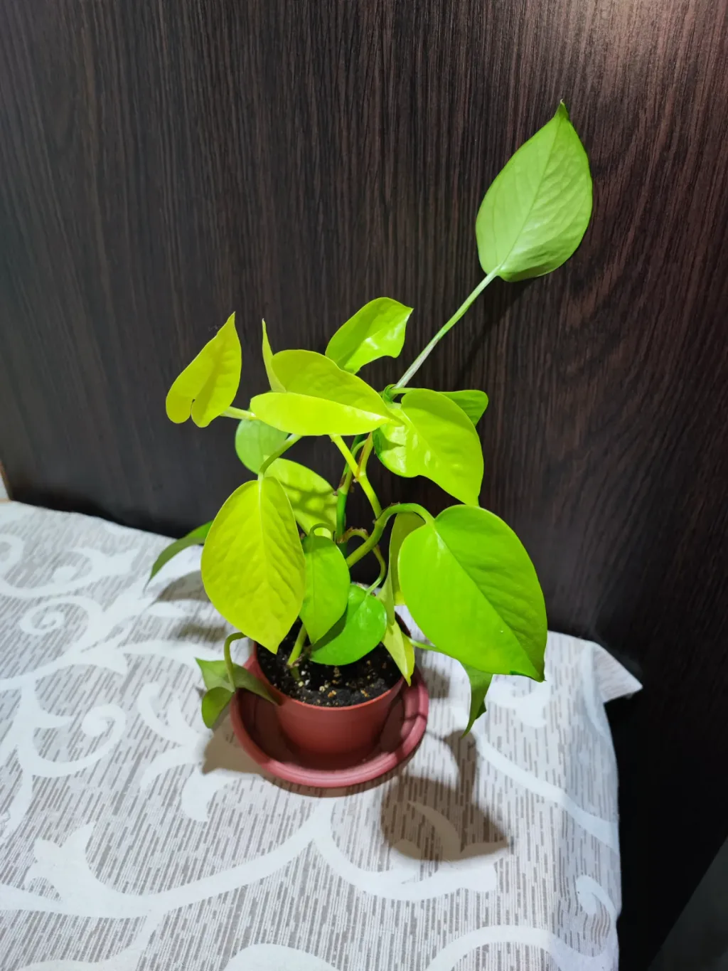 🌿 Епіпремнум Неон (epipremnum neon)