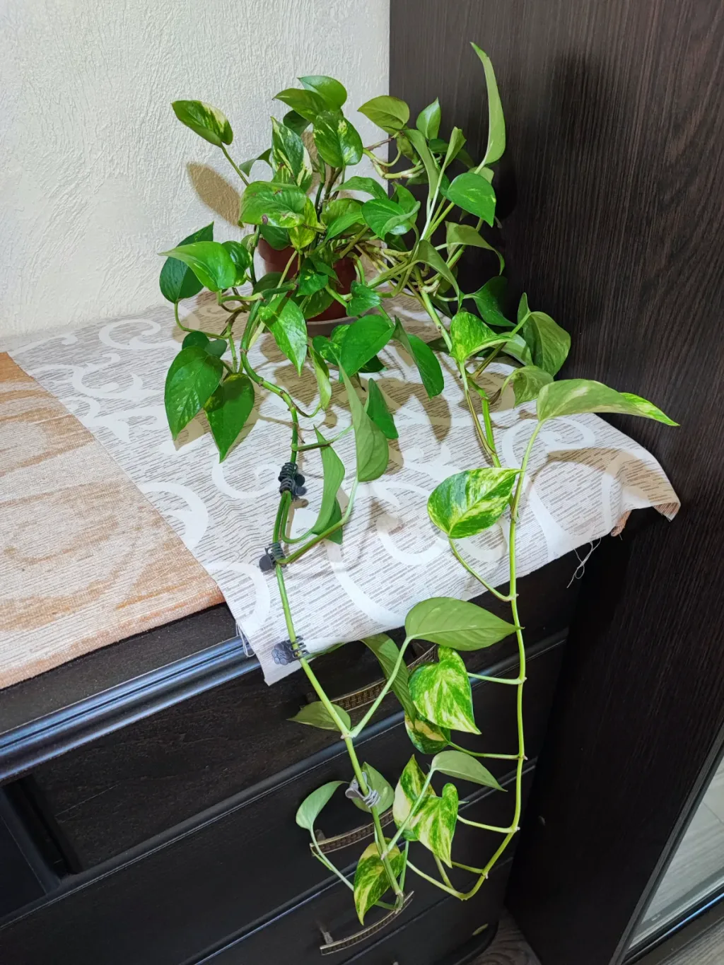 🌿 Епіпремнум Ауреум (epipremnum aureum)