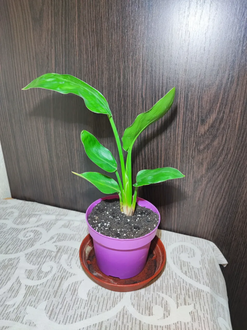 🌿 Стреліція королівська (strelitzia reginae)