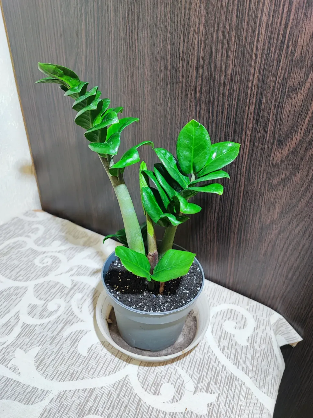 🌿 Заміокулькас Зензі (zamioculcas zamiifolia zenzi)