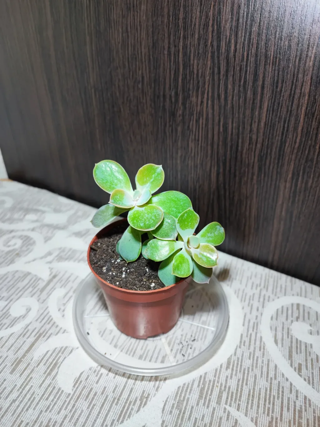 🌿 Ечеверія Перл фон Нюрнберг (echeveria perle von nurnberg)