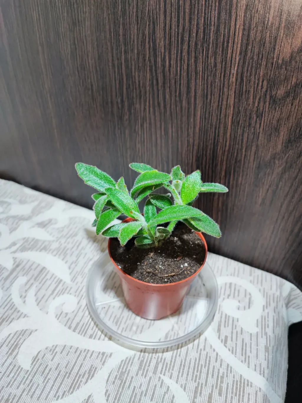 🌿 Каланхое повстисте (kalanchoe tomentosa)