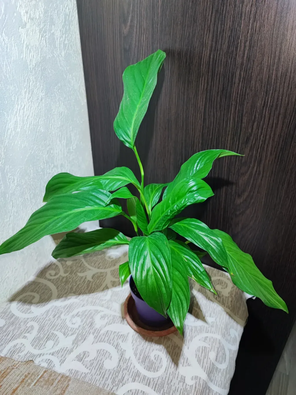 🌿 Спатіфілум (spathiphyllum)