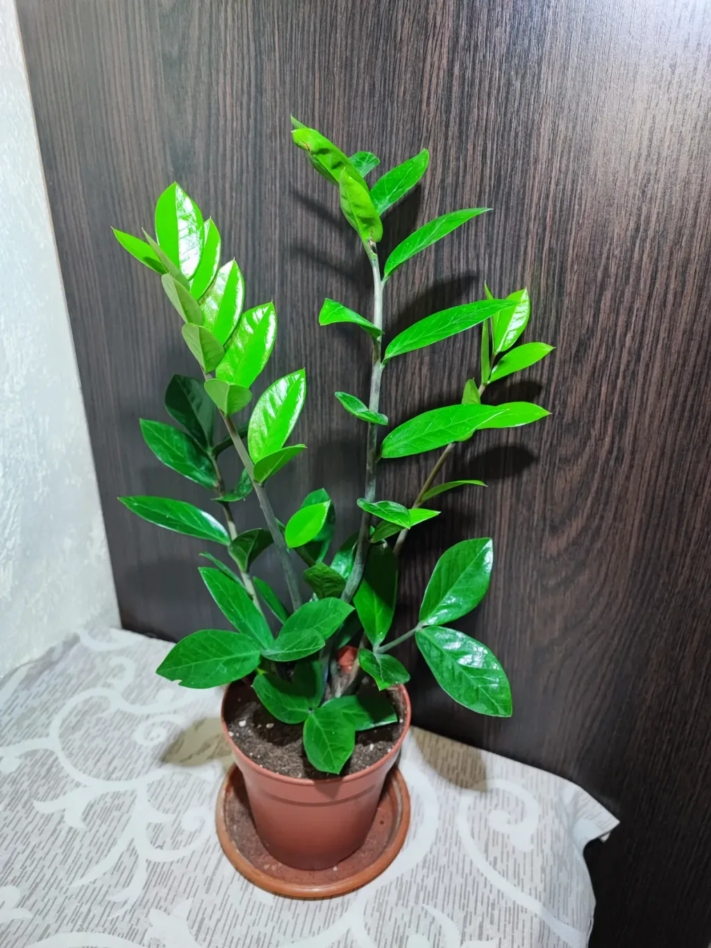 🌿 Заміокулькас замієлистий (zamioculcas zamiifolia)