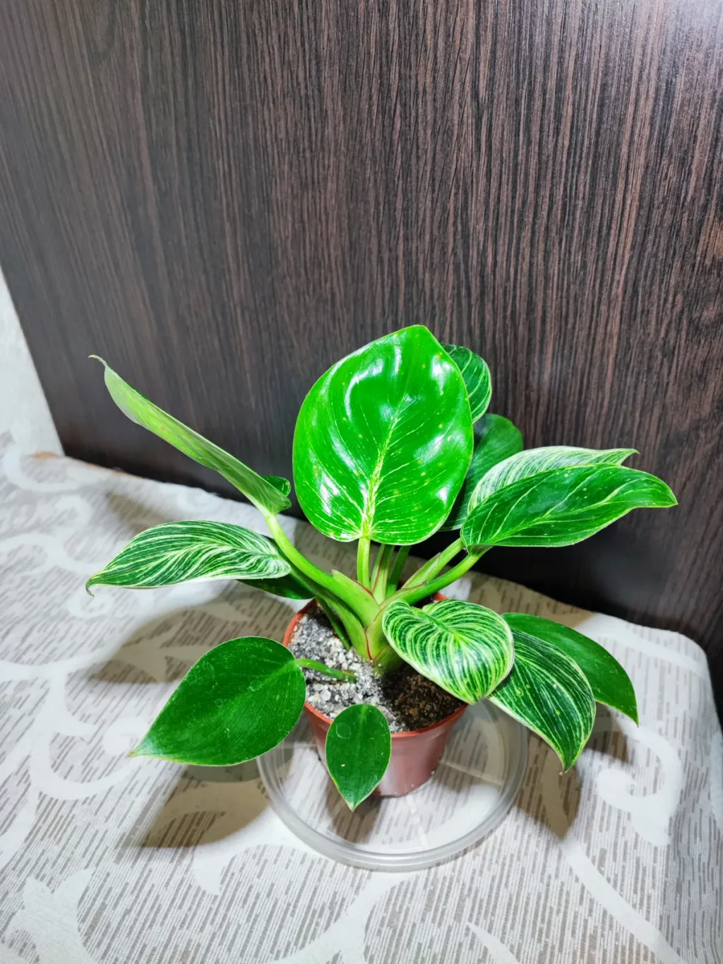 🌿 Філодендрон Біркін (philodendron birkin)
