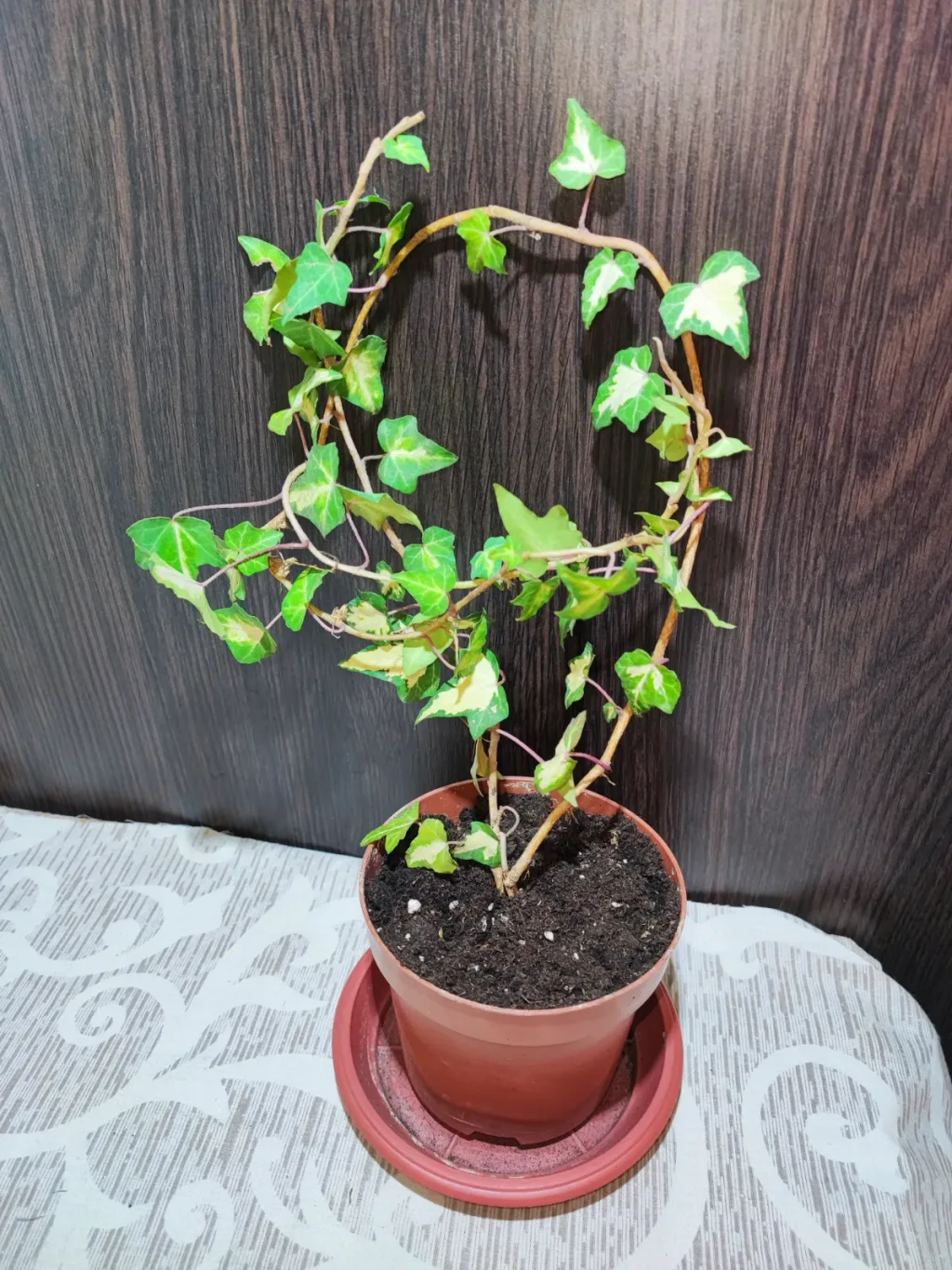 🌿 Плющ звичайний варієгатний (hedera helix variegata)