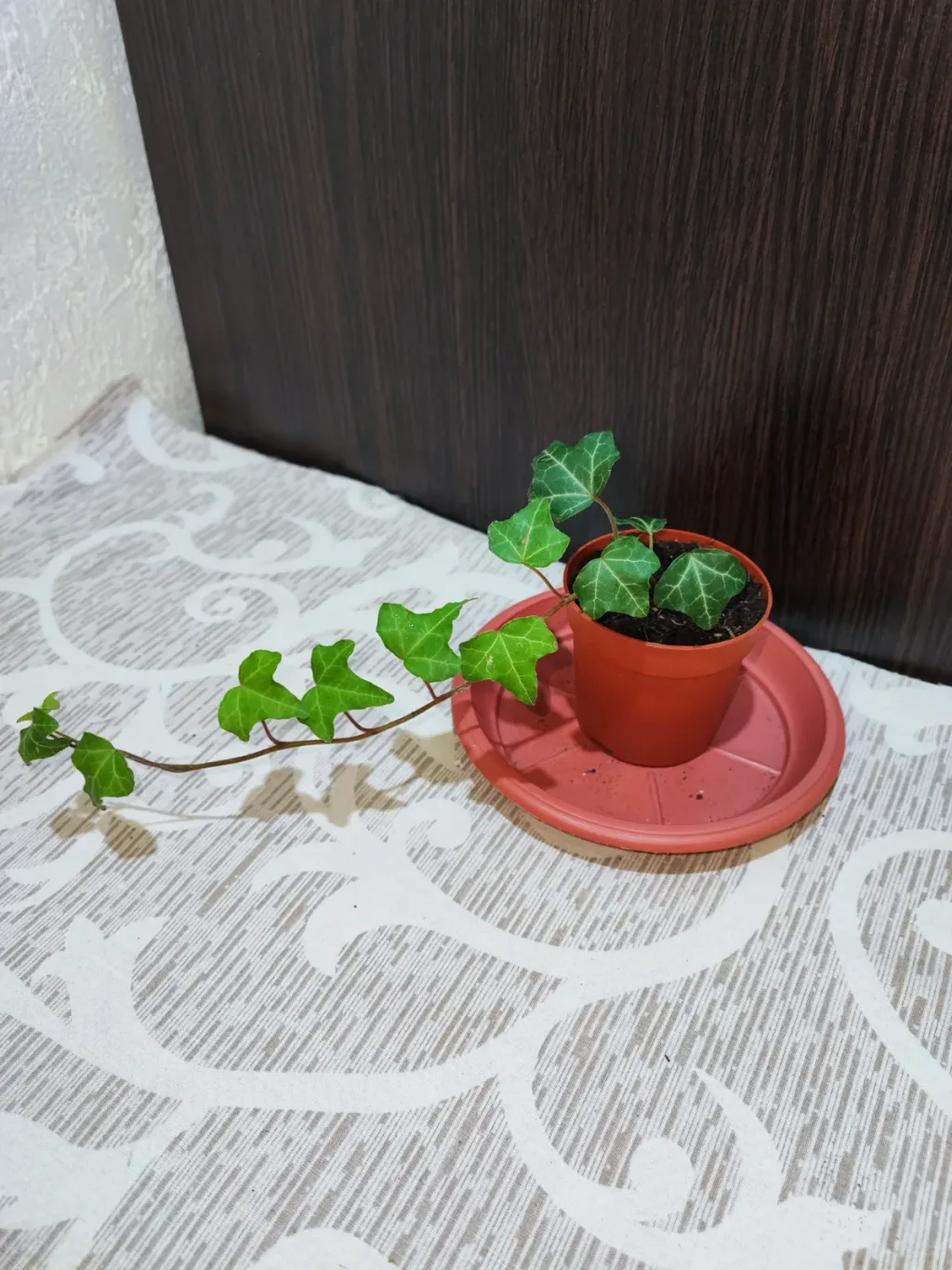 🌿 Плющ звичайний (hedera helix)