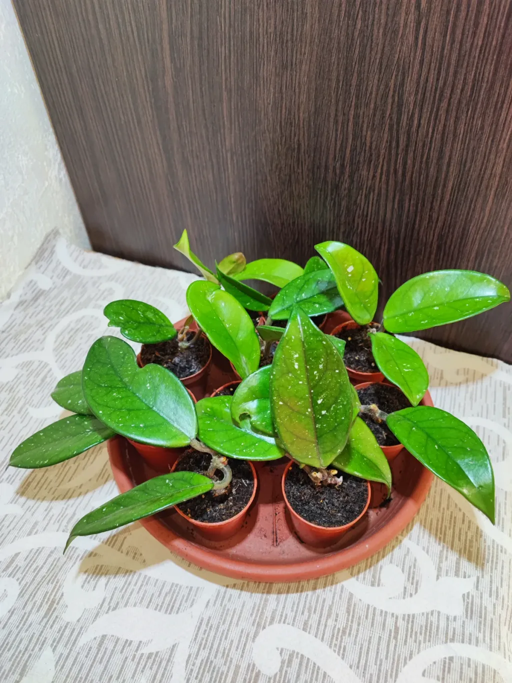🌿 Хойя карноза (hoya carnosa)
