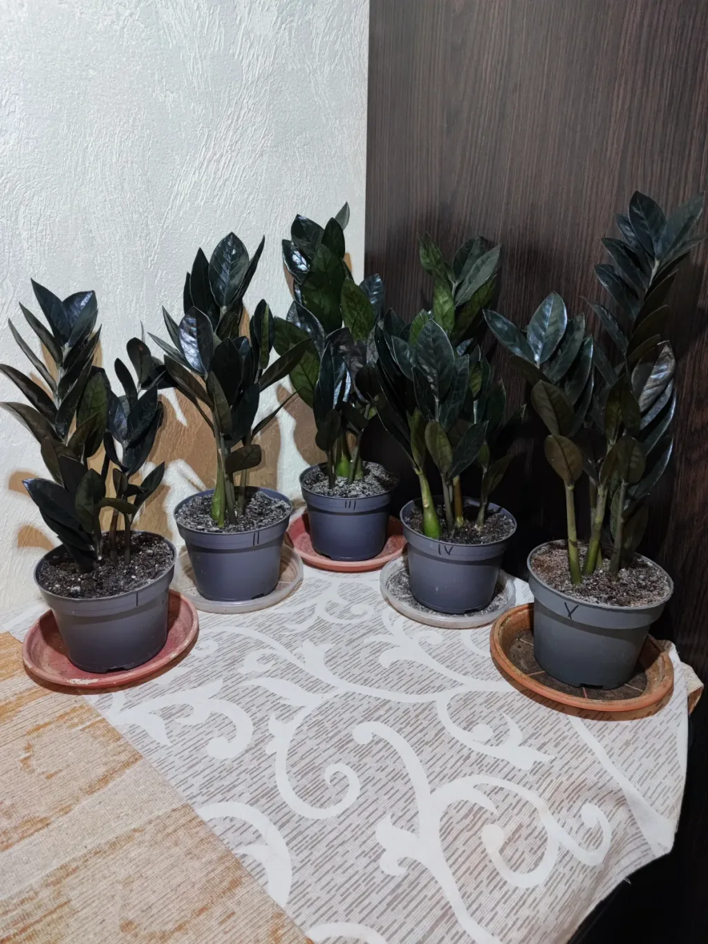 🌿 Заміокулькас замієлистий Равен (zamioculcas zamiifolia raven)